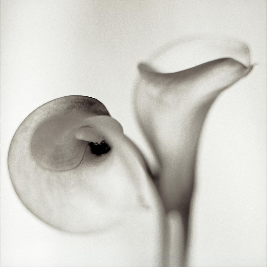 Black And White Photograph - Fl233 Florison 35 by Alan Blaustein