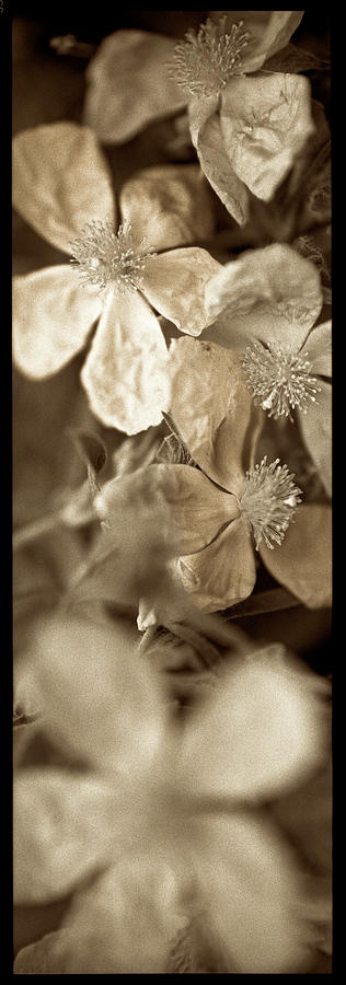 Flowers Photograph - Fl8 Florison 69 by Alan Blaustein