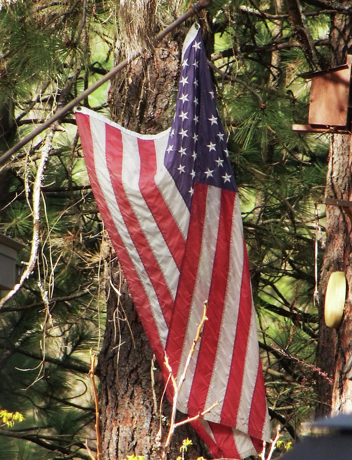 Flag in the woods Photograph by Ron Roberts