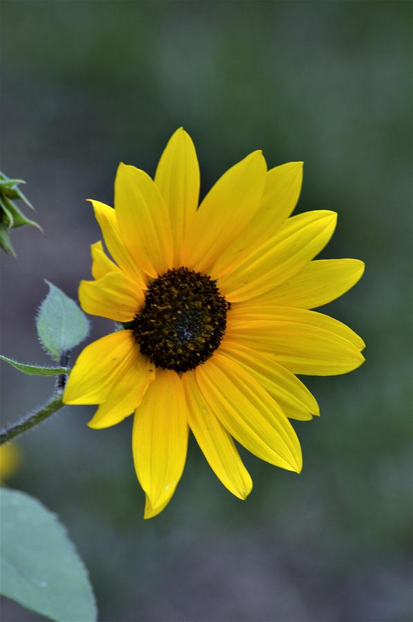 Flagstaff Sunflower Photograph by Warren Thompson