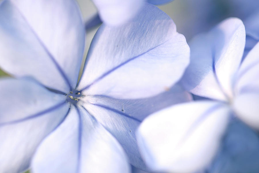 Flambego, Flowers, Blue, Macro, Big Photograph by Pete Walentin