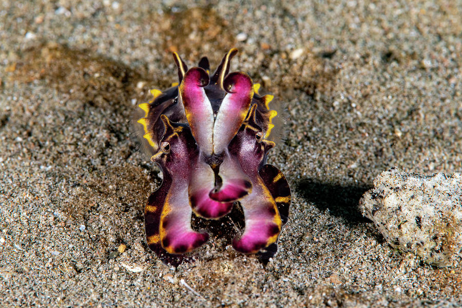 Flambouyant Cuttlefish Photograph by Andrew Martinez