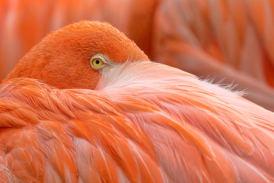 Flamboyant Flamingo Photograph by Nadia Sanowar