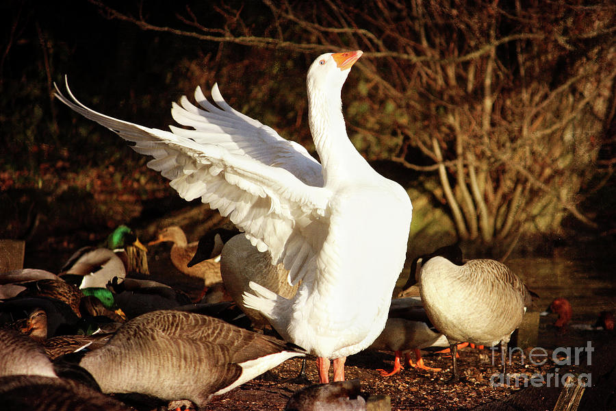 Flamboyant Goose Photograph by Terri Waters