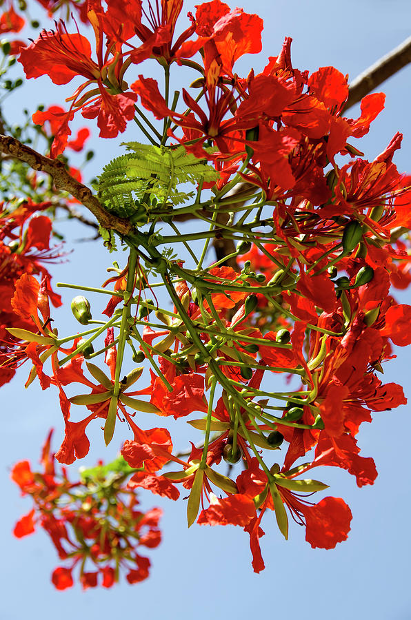 Flamboyant Poinciana Bloom Photograph by M Timothy Okeefe