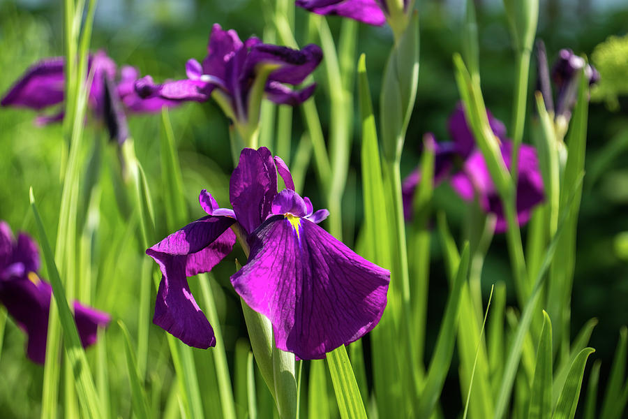 Flamboyant Royal Purple Japanese Irises in Bloom - A Garden for Van Gogh Photograph by Georgia Mizuleva