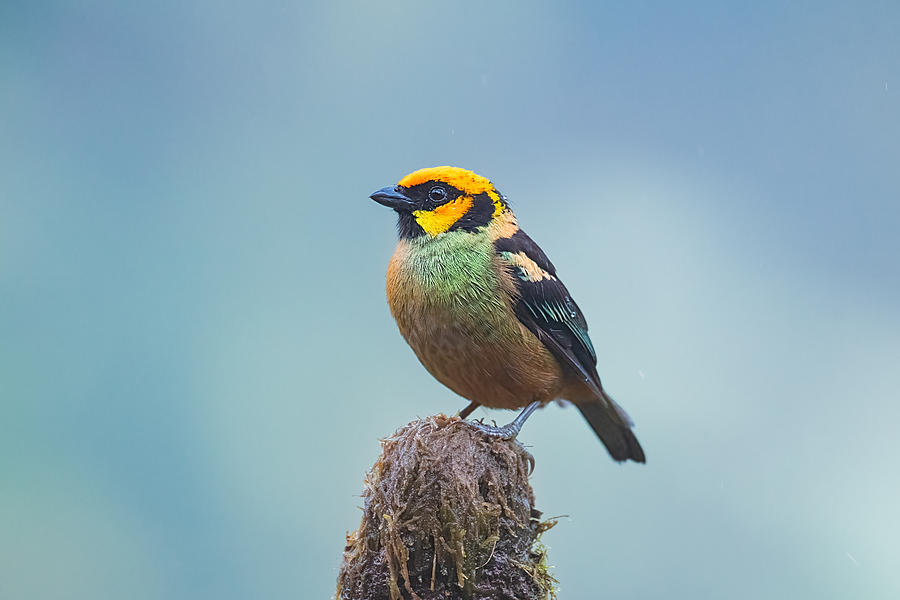 Flame-faced Tanager Photograph by Siyu And Wei Photography