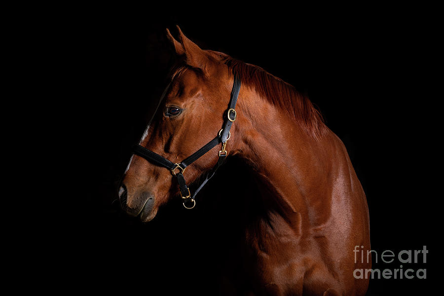 Horse Photograph - Flame in the Dark by Michelle Wrighton