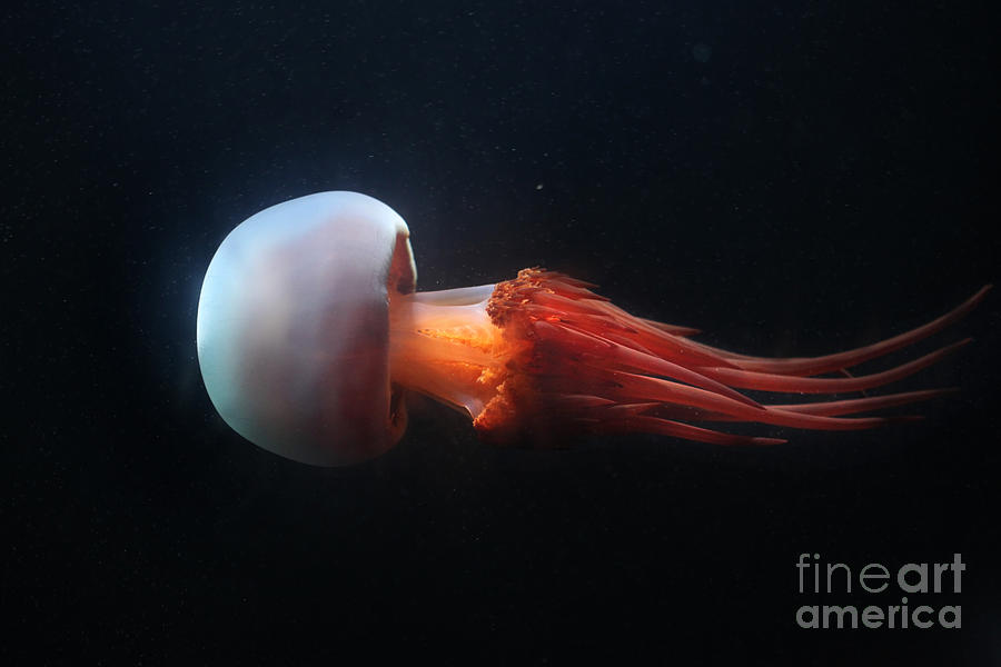 Deep Photograph - Flame Jellyfish Rhopilema Esculentum by Vladimir Wrangel Deep Photograph - Flame Jellyfish Rhopilema Esculentum by Vladimir Wrangel