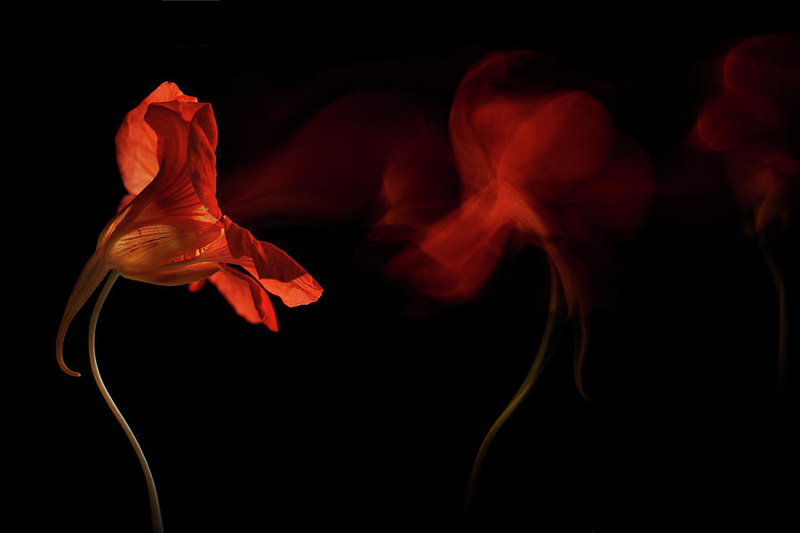 Flame Of Flower Photograph by Inna Karpova | Fine Art America