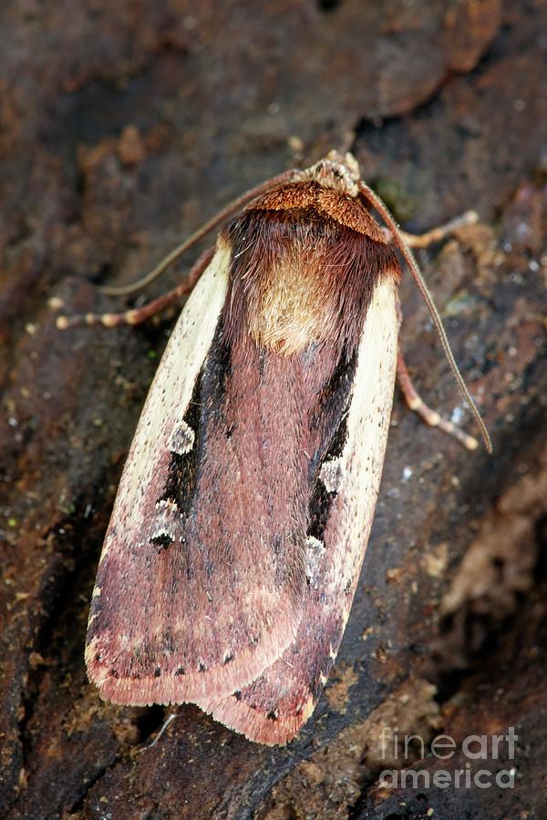 Flame Shoulder Moth Photograph by Heath Mcdonald/science Photo Library
