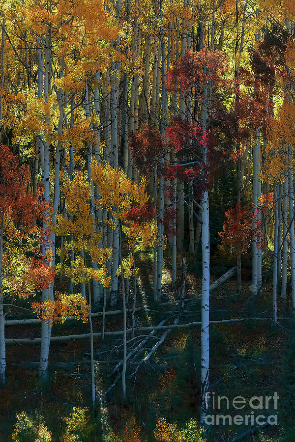 Flames of Autumn Photograph by Jim Garrison