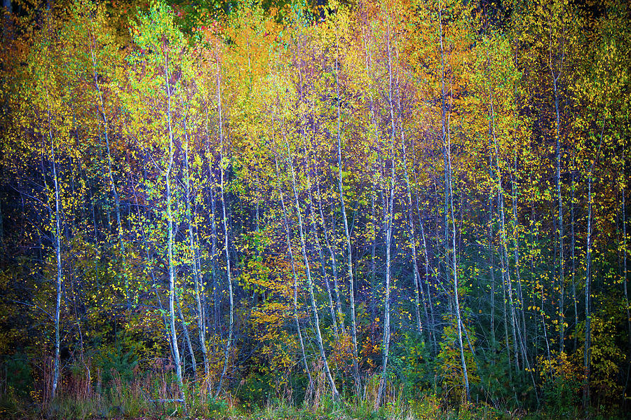 Flaming Aspens Photograph by Steven David Roberts Flaming Aspens Photograph by Steven David Roberts