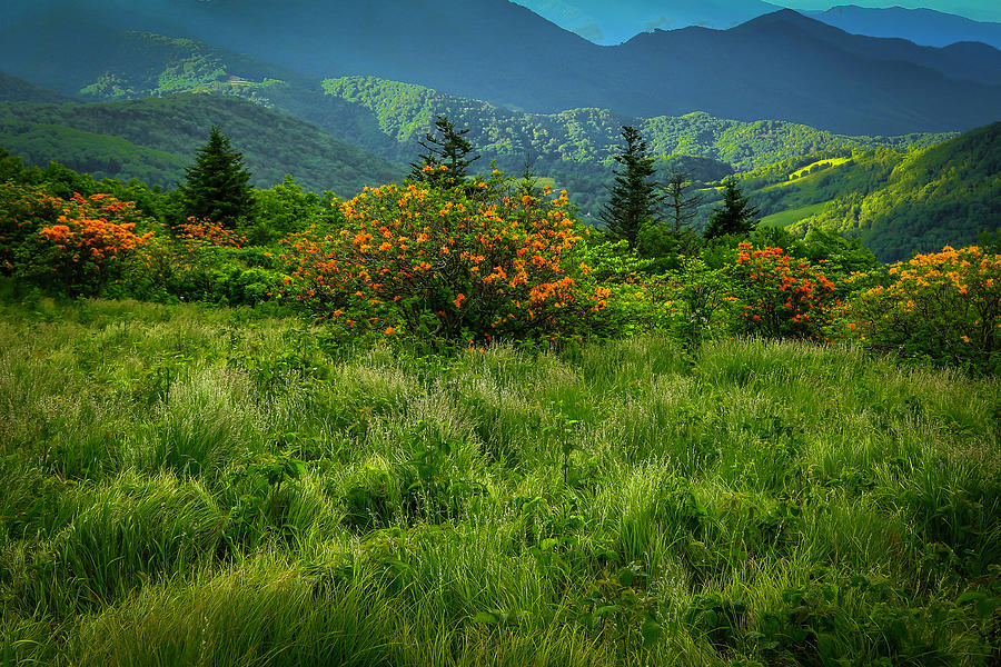 Flaming Azaleas by Ronald Santini Flaming Azaleas by Ronald Santini