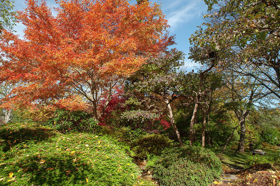 Flaming Fall Acer Tree Of Japanese Garden 1 Photograph by Jenny Rainbow