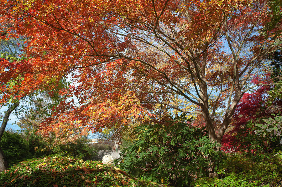 Flaming Fall Acer Tree Of Japanese Garden 2 Photograph by Jenny Rainbow