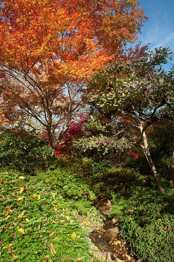 Flaming Fall Acer Tree Of Japanese Garden 3 Photograph by Jenny Rainbow