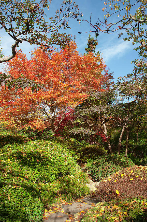 Flaming Fall Acer Tree of Japanese Garden Photograph by Jenny Rainbow