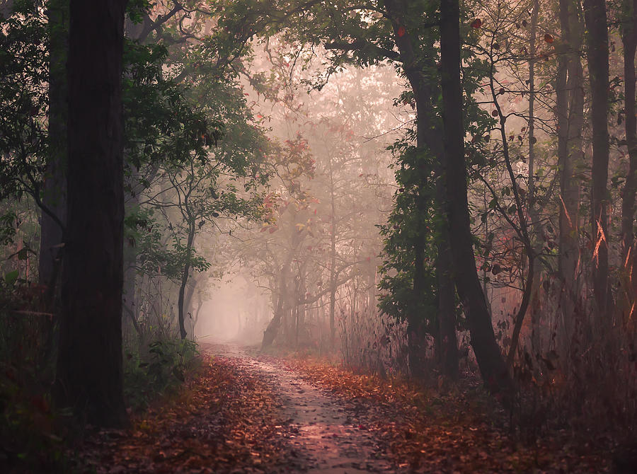 Flaming Forest Photograph by Anita Singh Fine Art America
