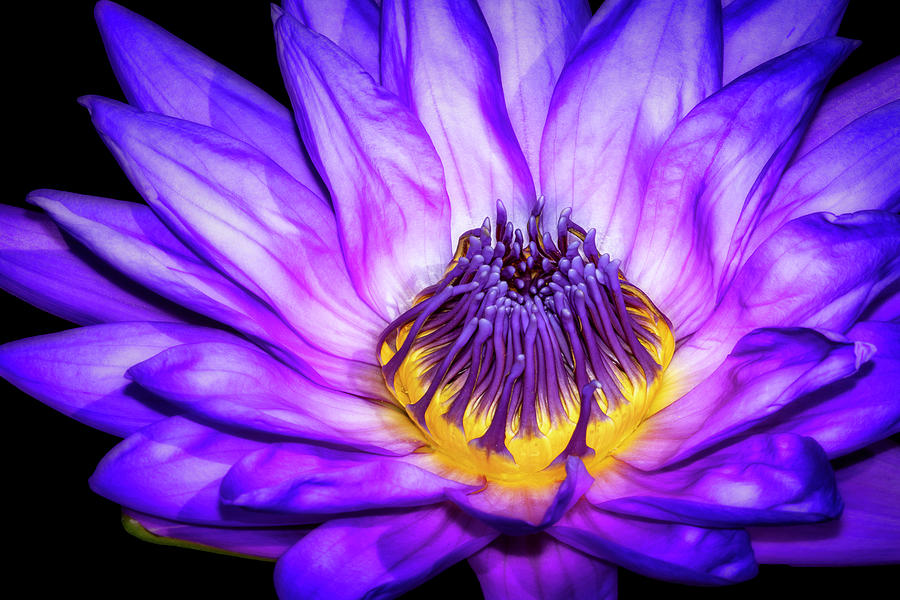 Flaming Heart Waterlily Photograph by Susan Candelario