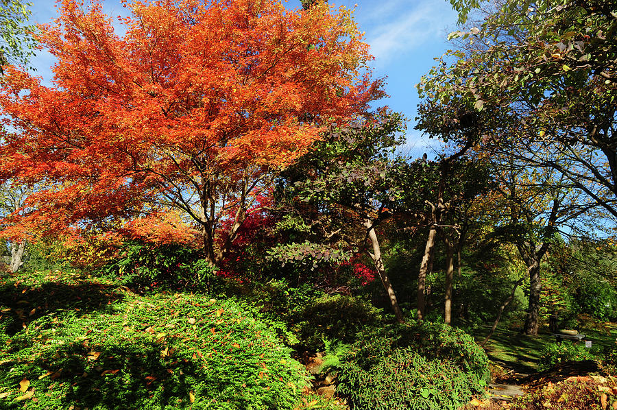 Flaming Japanese Maple in Prague Botanic Garden Photograph by Jenny Rainbow