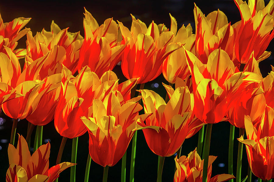 Tulip Photograph - Flaming Red Yellow Tulips by Garry Gay
