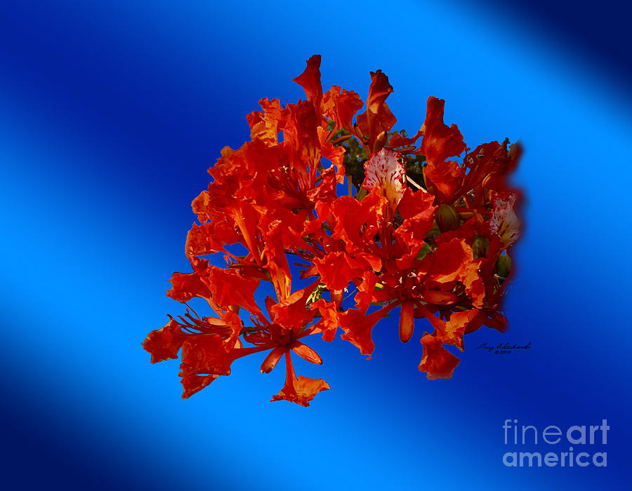 Flaming Royal Poinciana Photograph by Gary F Richards