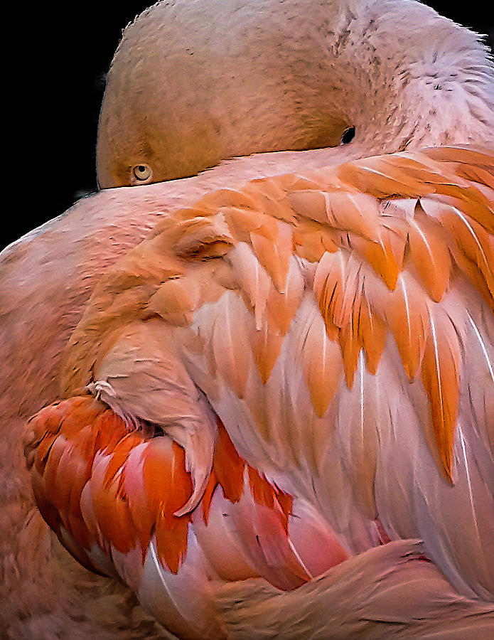 Flamingo Photograph - Flamingo 02 by Phil And Karen Rispin