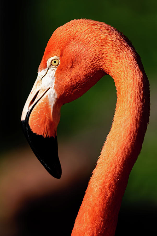 Flamingo #1 by Don Risi Flamingo #1 by Don Risi