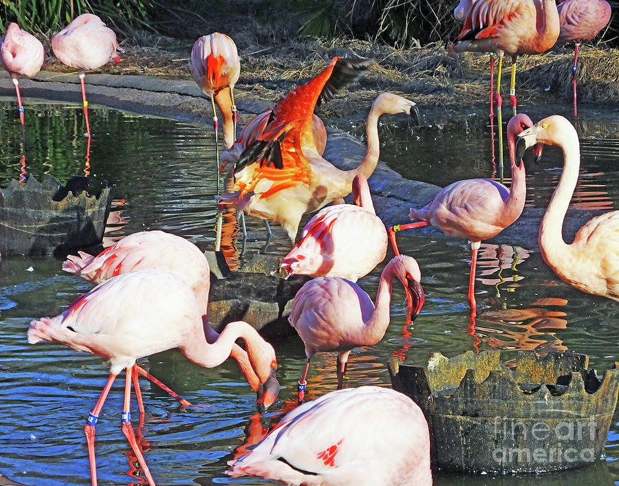 Nature Photograph - Flamingo 11   The Pat by Lizi Beard-Ward