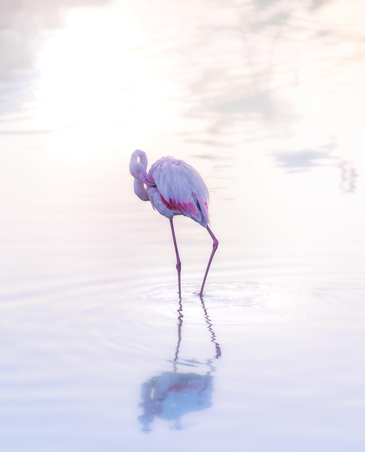 Flamingo 12 A730113 Photograph by Joanaduenas
