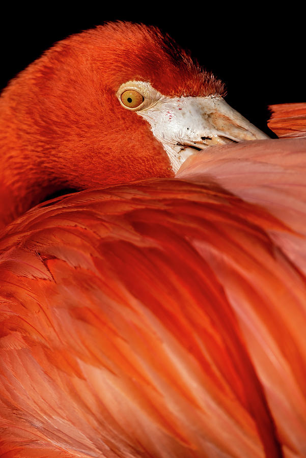 Flamingo #2 by Don Risi Flamingo #2 by Don Risi