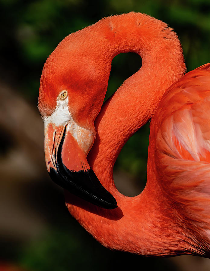 Flamingo #3 by Don Risi Flamingo #3 by Don Risi