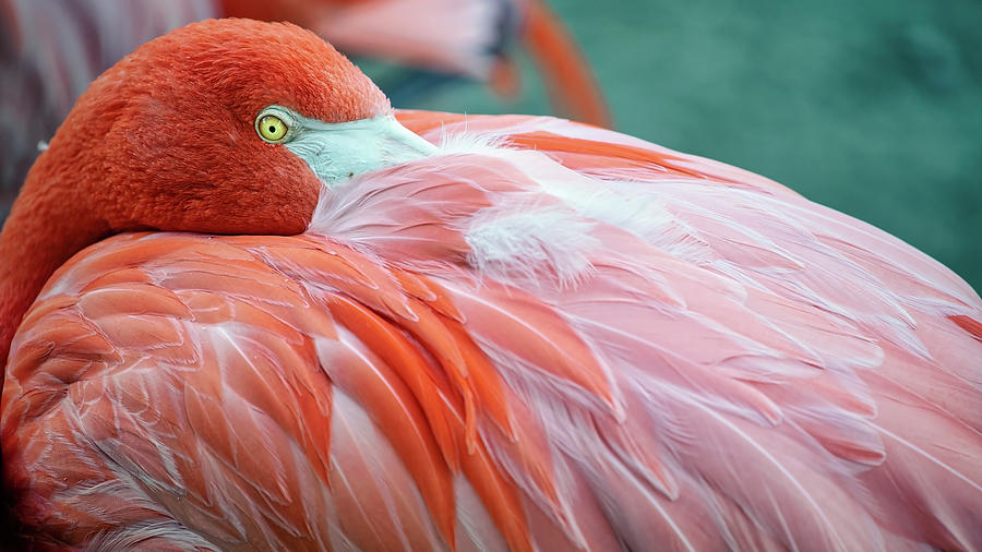 Flamingo 3 Photograph by Bill Chizek