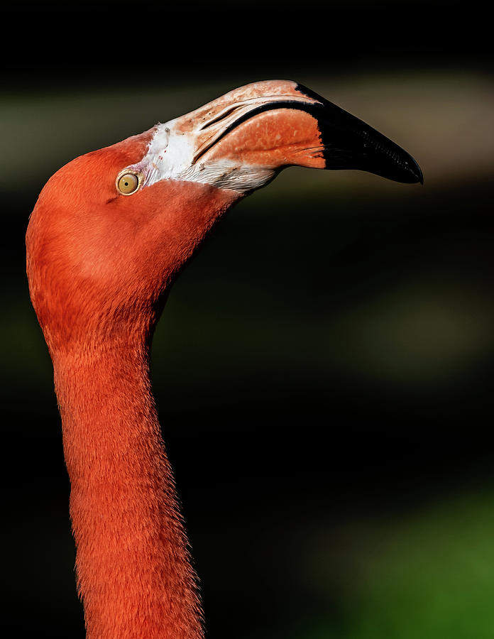Flamingo #4 by Don Risi Flamingo #4 by Don Risi