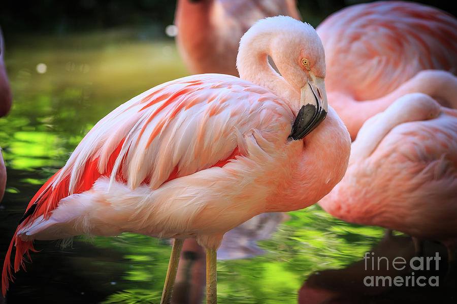 Flamingo 4 Photograph by Edward Fielding