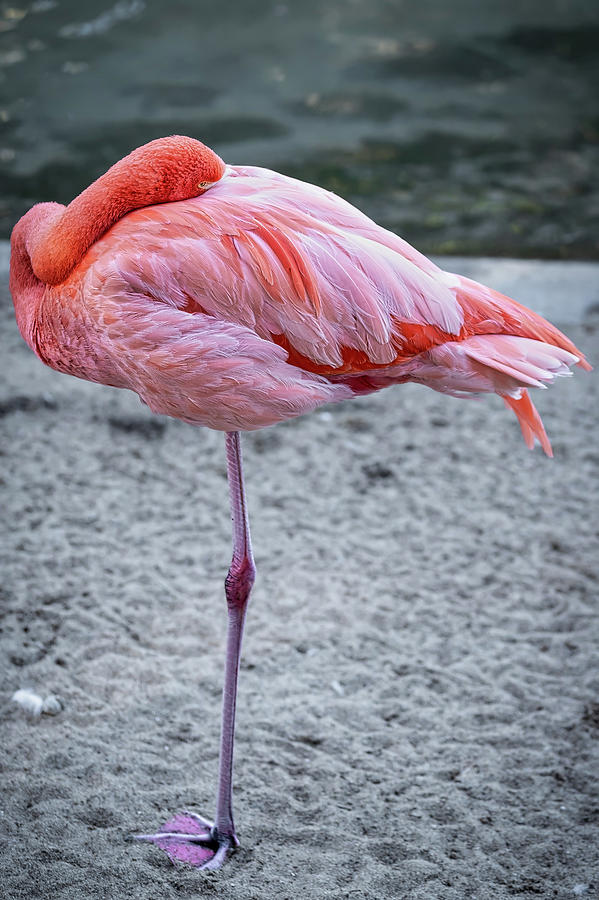 Flamingo 4 Photograph by Bill Chizek