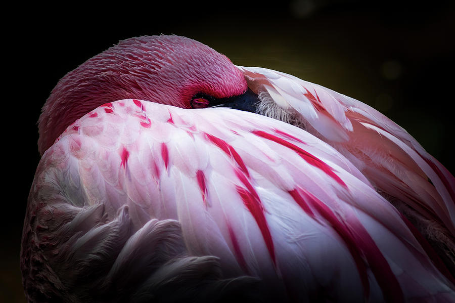 Flamingo 40 Photograph by Chris Smith