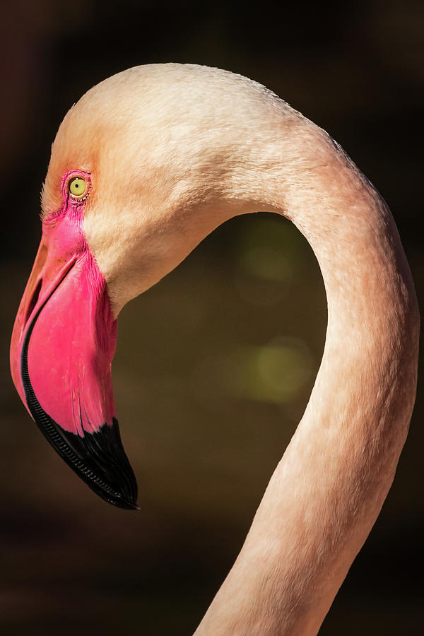 Flamingo 41 Photograph by Chris Smith