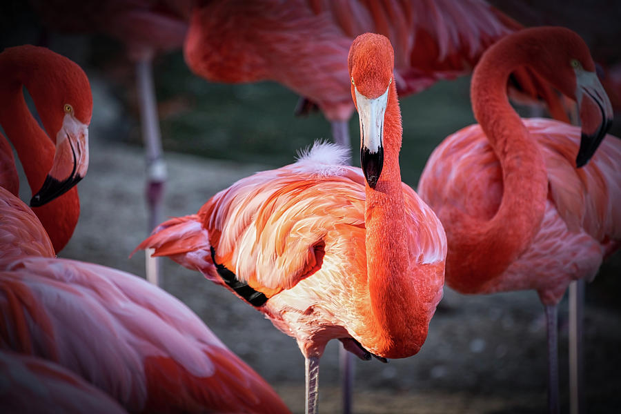 Flamingo 5 Photograph by Bill Chizek