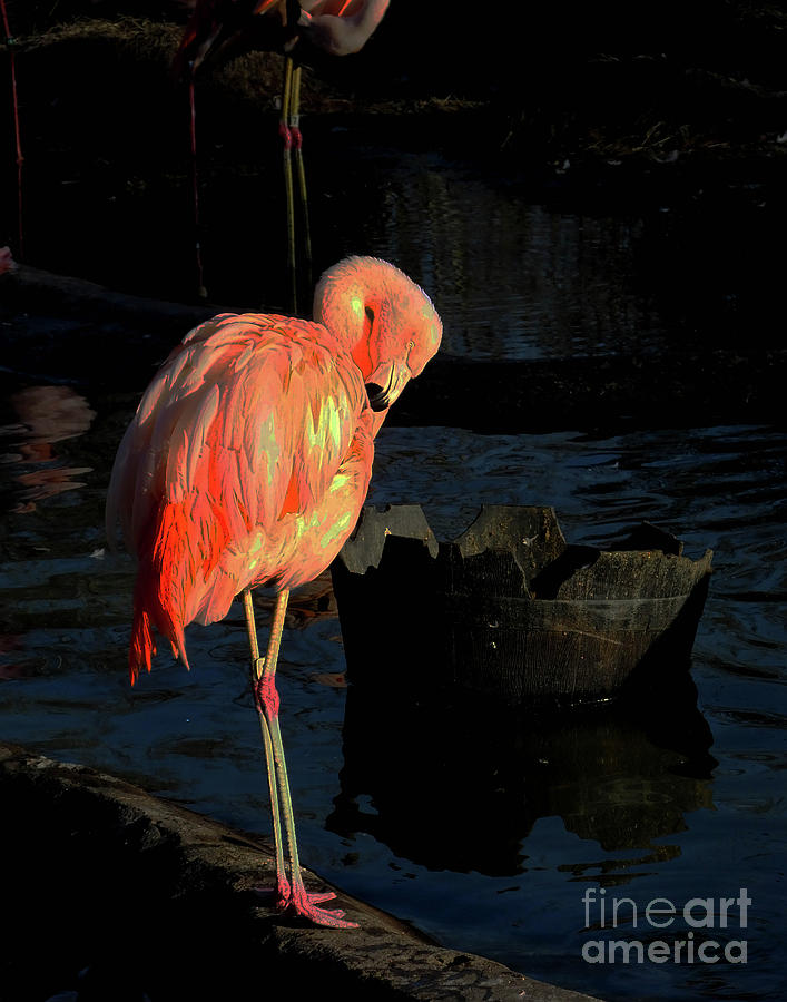 Flamingo 6   American Flamingo Photograph by Lizi Beard-Ward