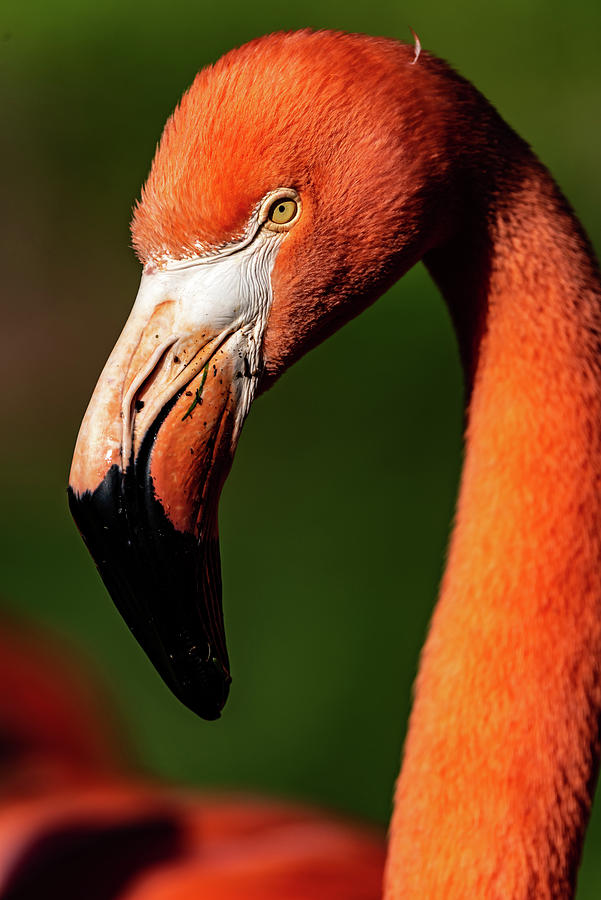 Flamingo #6 by Don Risi Flamingo #6 by Don Risi