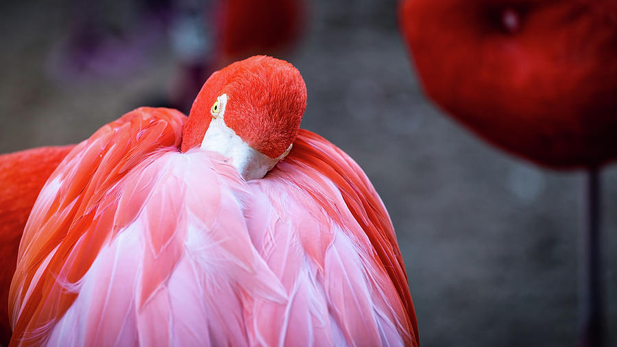 Flamingo 7 Photograph by Bill Chizek