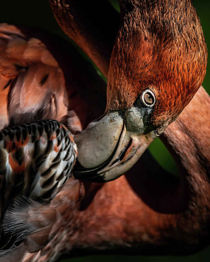 Flamingo #8 by Don Risi Flamingo #8 by Don Risi