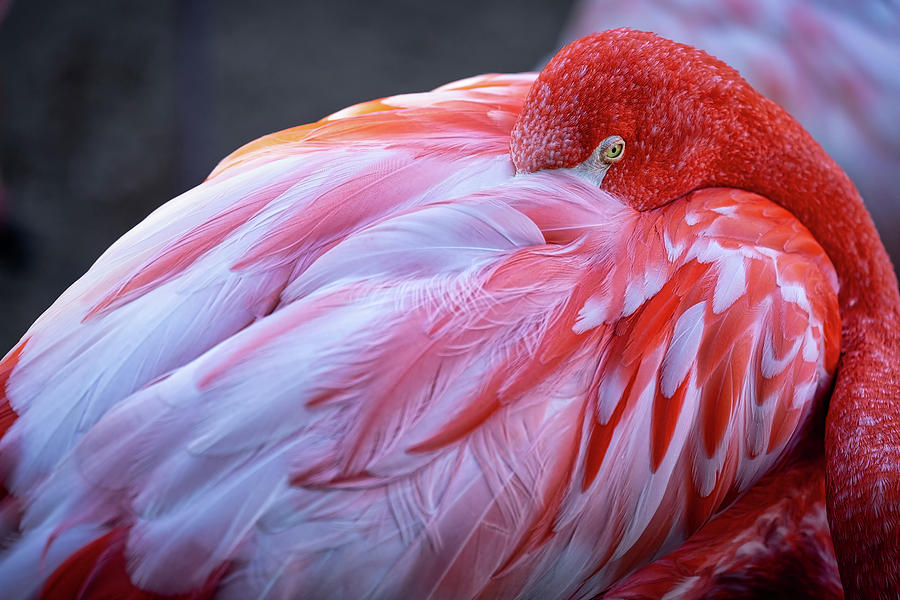 Flamingo 8 Photograph by Bill Chizek