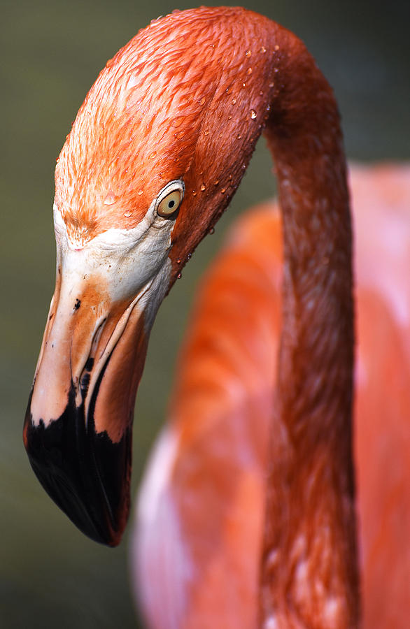 Flamingo Photograph by Ashley Machulak
