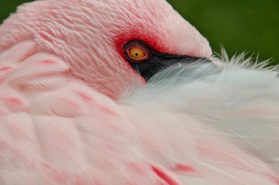 Flamingo at Eye View Photograph by Caroline Stella