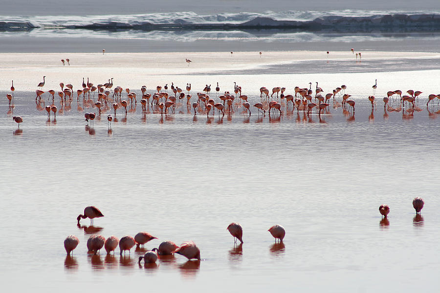Flamingo At Laguna Colorada Photograph by Giancarlo Baravalle