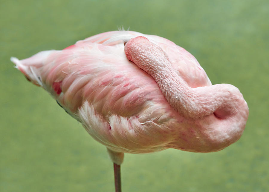 Flamingo At Rest Photograph by Jim Hughes