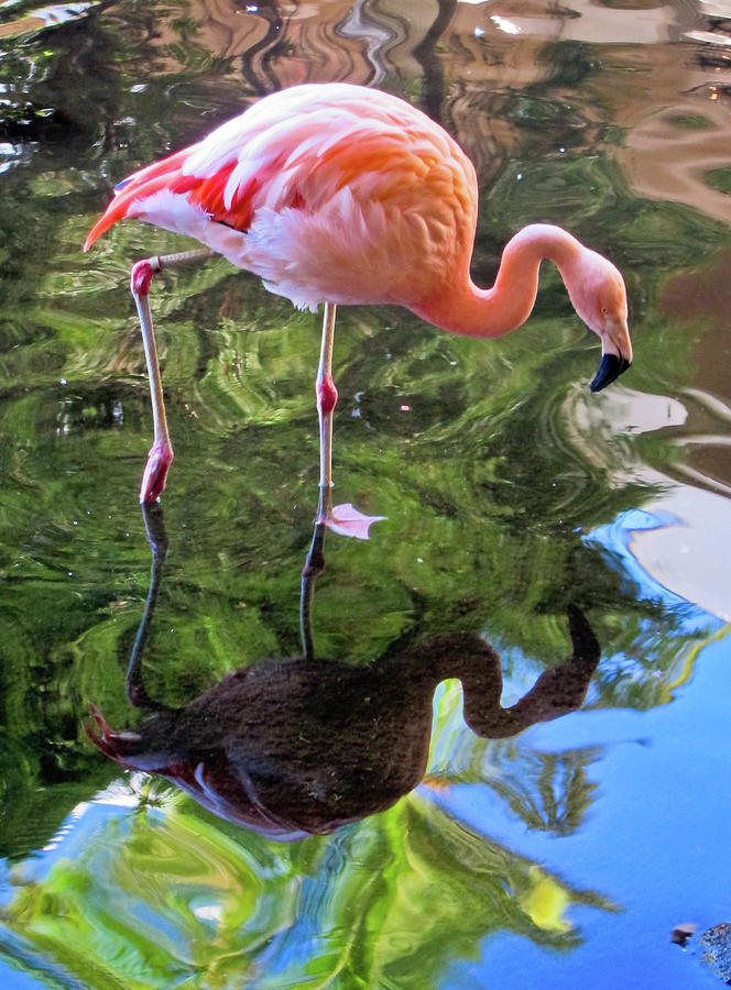 Flamingo Photograph by B. Kim Barnes; Oakland, California Flamingo Photograph by B. Kim Barnes; Oakland, California